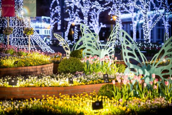 【豪斯登堡】100万株的郁金香节-6