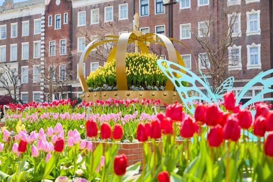 The Huis Ten Bosch Tulip Festival | Events | DISCOVER NAGASAKI/The