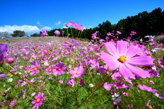 しまばら火張山花公園-3