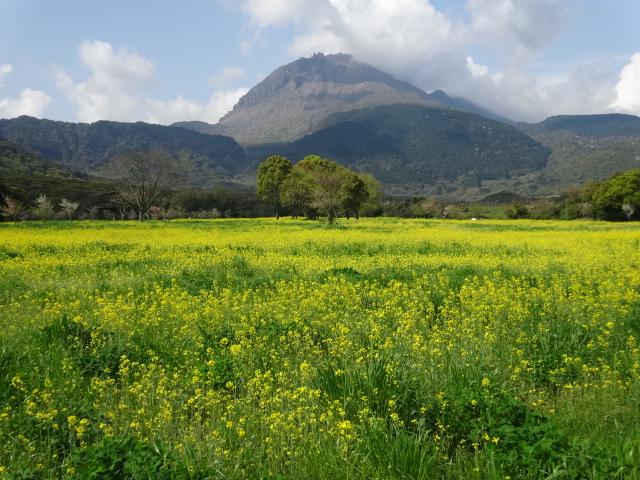 しまばら火張山花公園-1