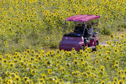 しまばら火張山花公園-5