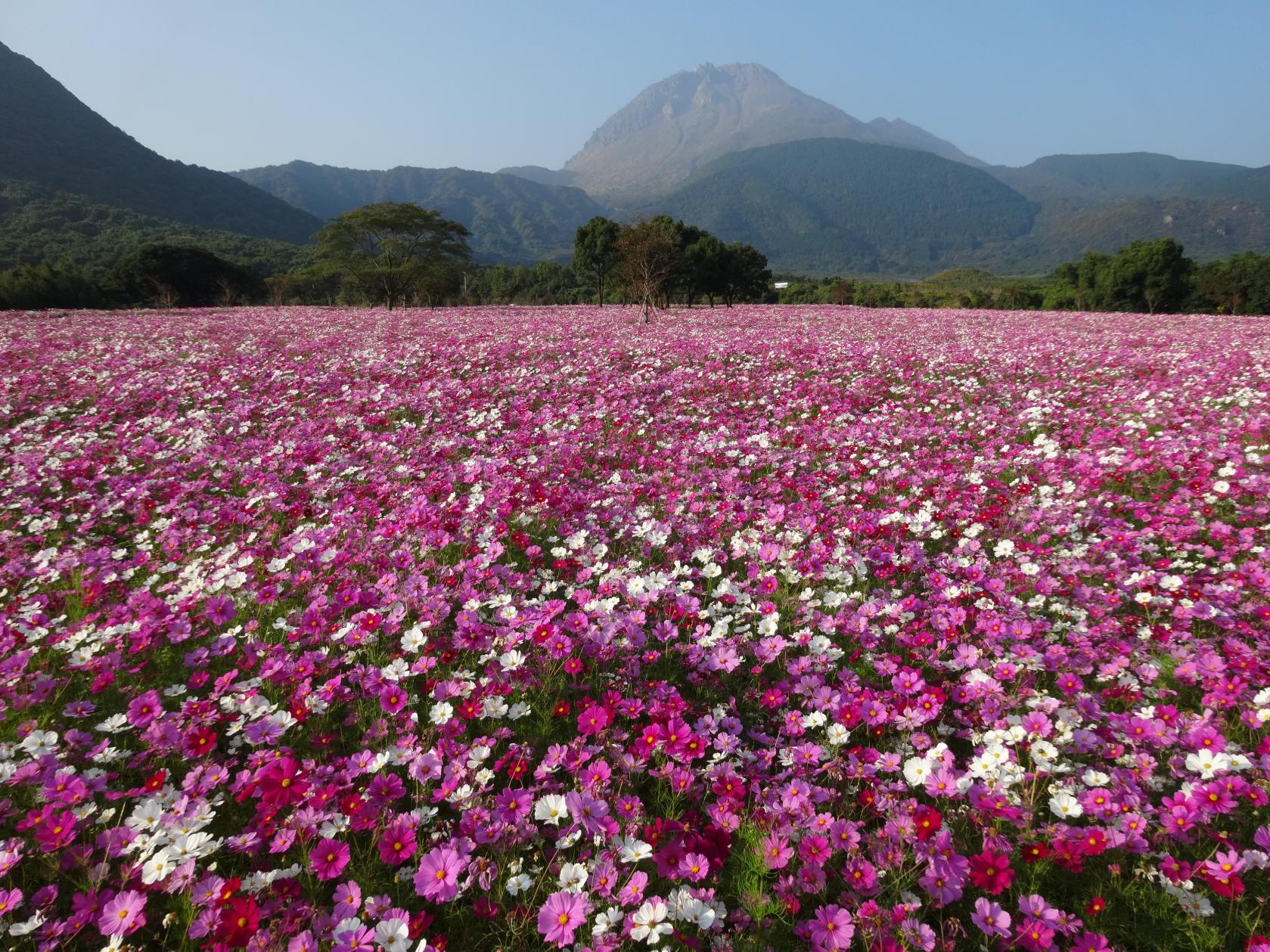 しまばら火張山花公園-1