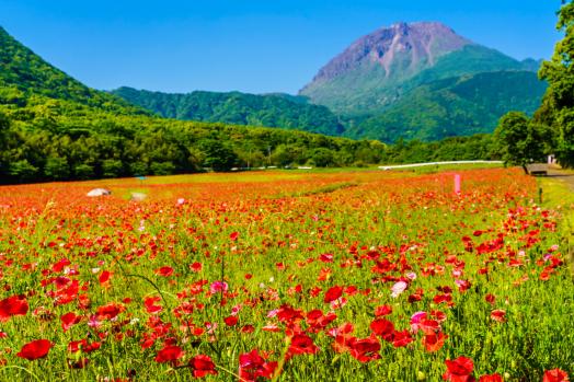 しまばら火張山花公園-0