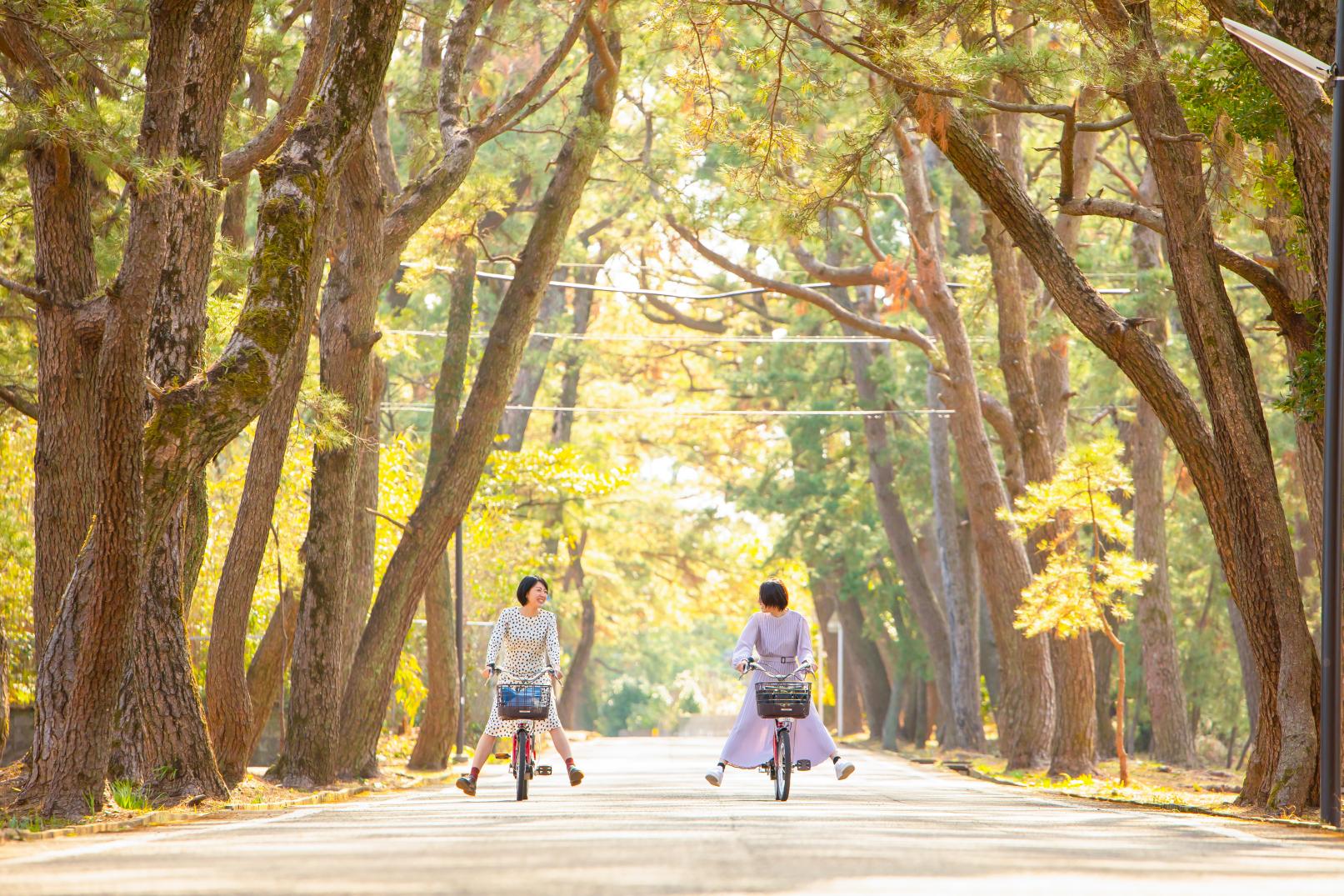 Avenue of Pines - Hime no Matsubara-0