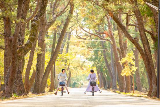 Avenue of Pines - Hime no Matsubara-0