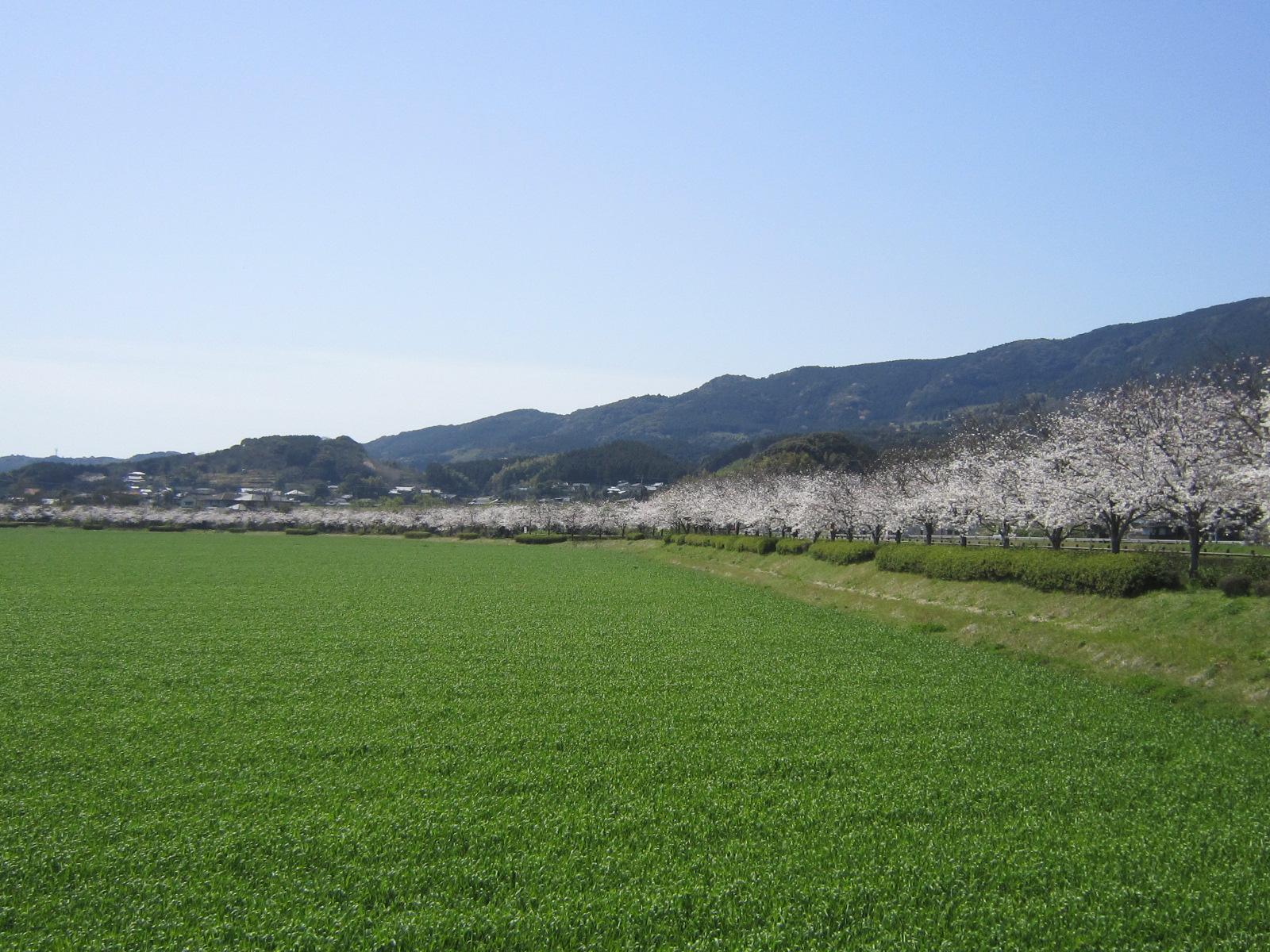 桜づつみロード-0