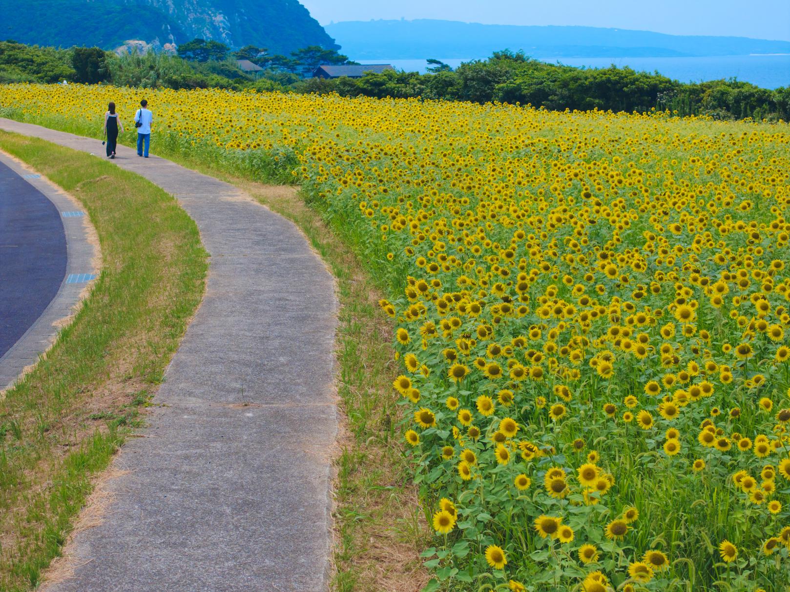魚津ヶ崎公園-9