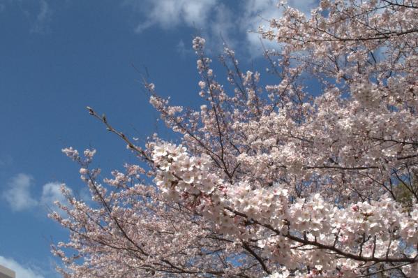 Sasebo Park-3