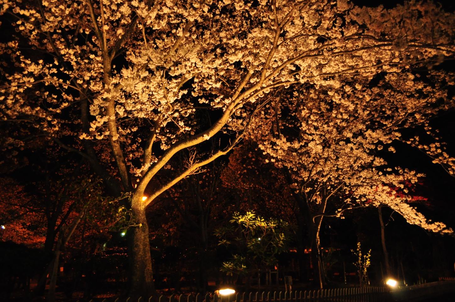 佐世保公園ぼんぼり点灯-6