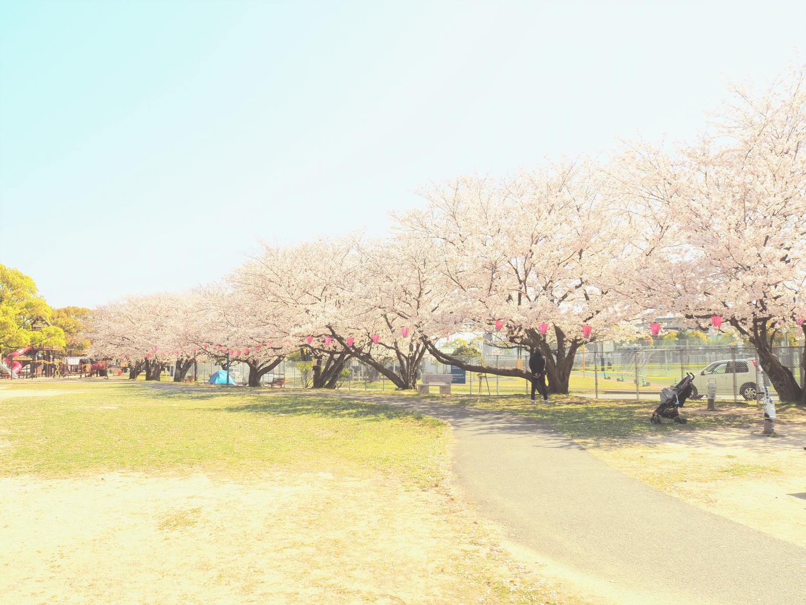 佐世保公園ぼんぼり点灯-2