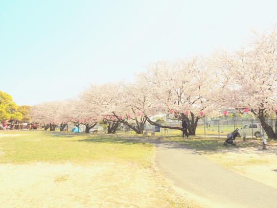 佐世保公園ぼんぼり点灯-2