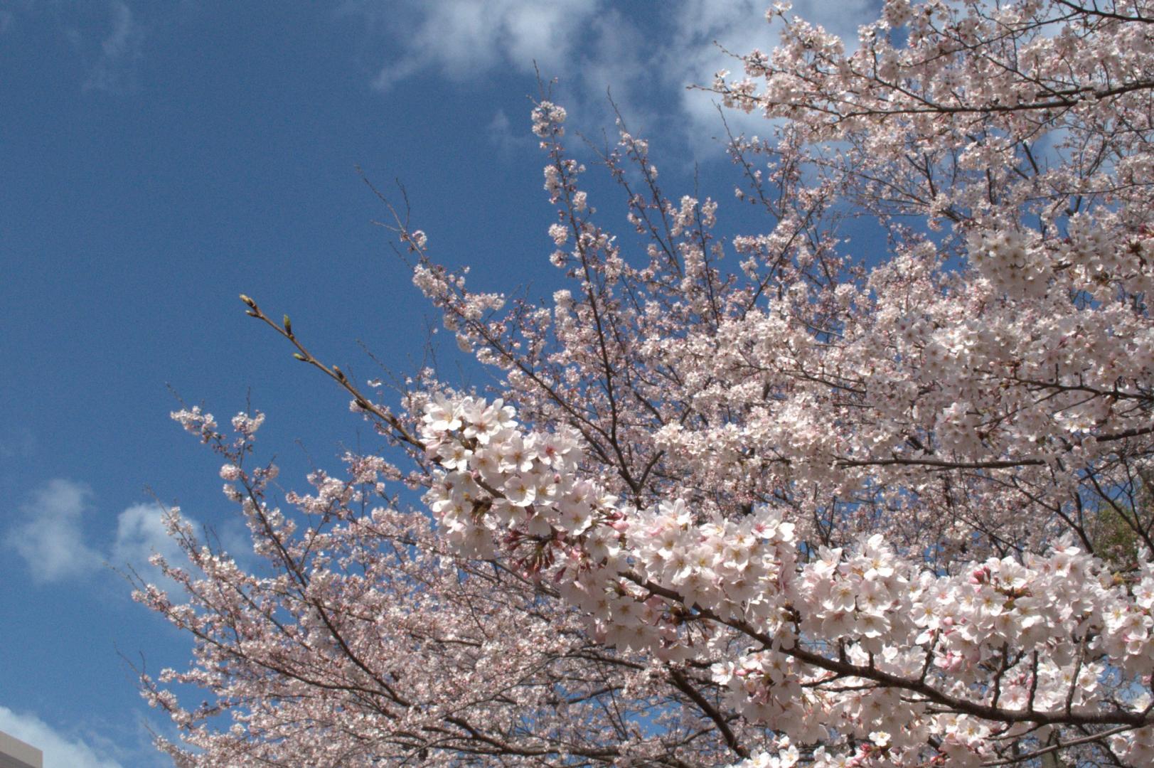 佐世保公園ぼんぼり点灯-5