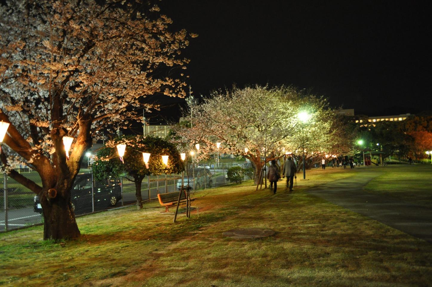 佐世保公園ぼんぼり点灯-9