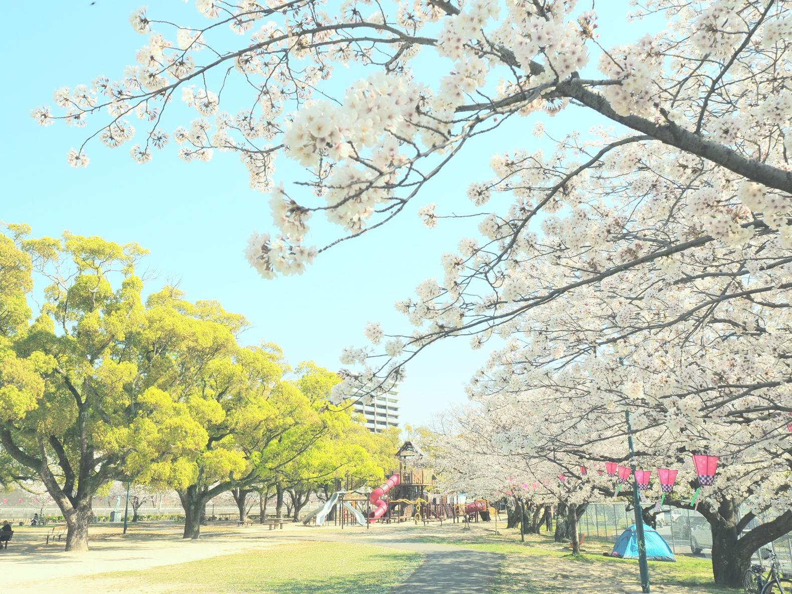 佐世保公園ぼんぼり点灯-1