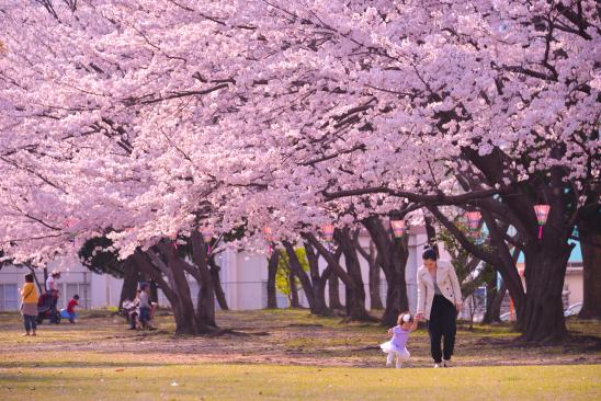 佐世保公園ぼんぼり点灯-8