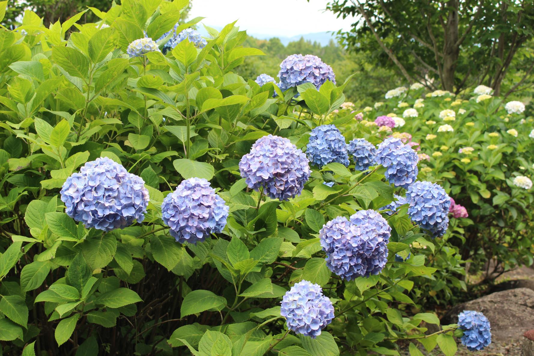 えぼしあじさいまつり-1