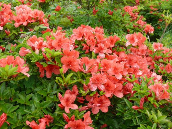 隠居岳（かくいだけ）公園（ウォーカーズパーク）-0