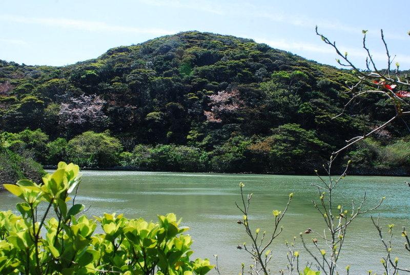 池塚のハマジンチョウ-2