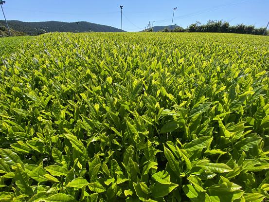 Sechibaru the First Tea of the Season Festival "Jigemon(locally grown) Fair"-1