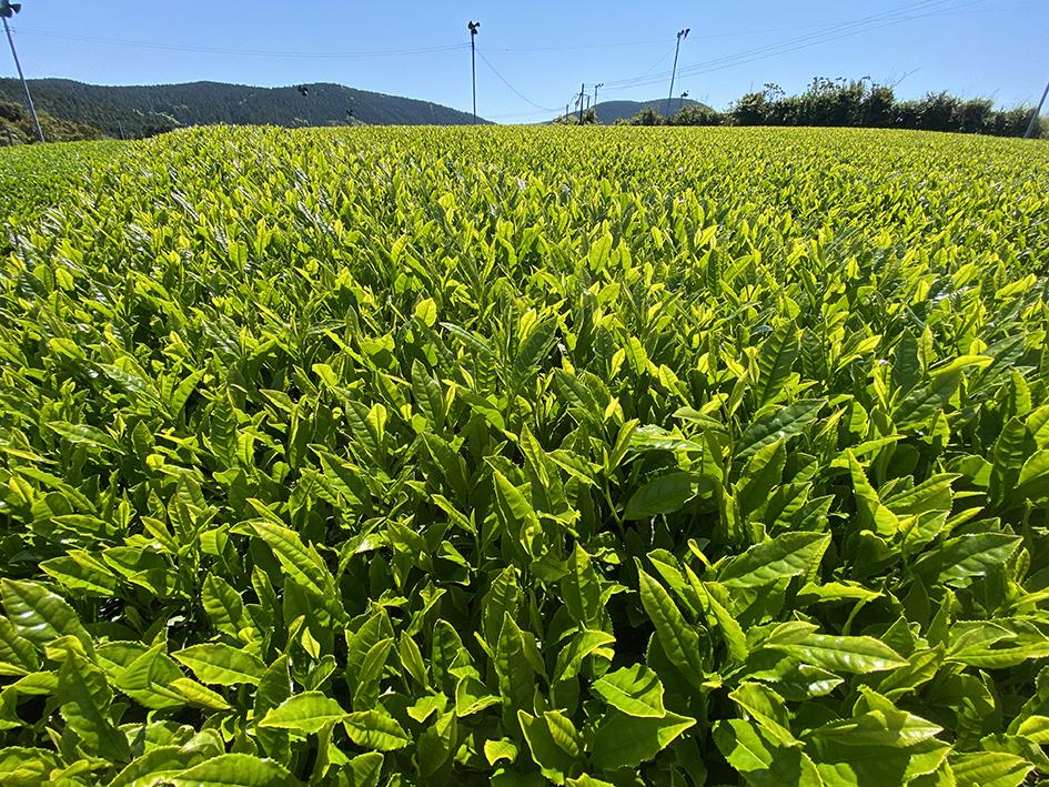 Sechibaru the First Tea of the Season Festival "Jigemon(locally grown) Fair"-1