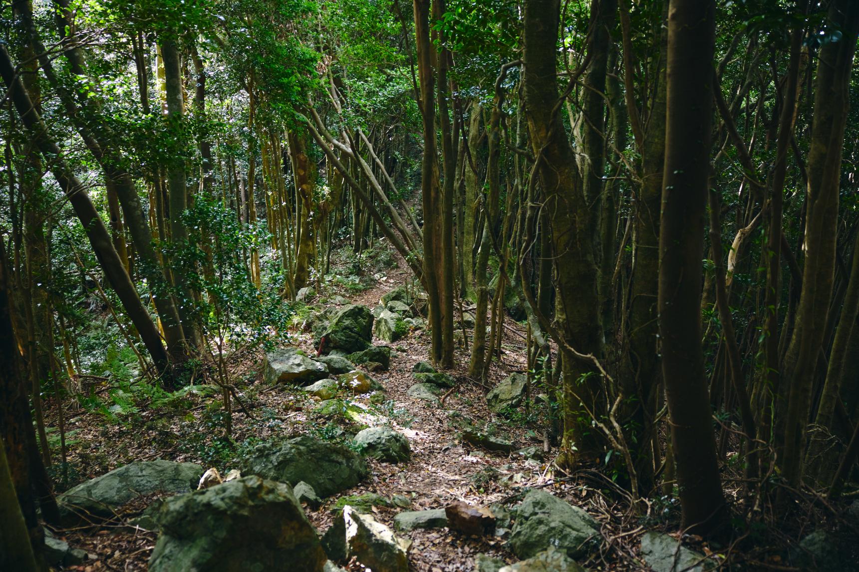 七ッ岳-8