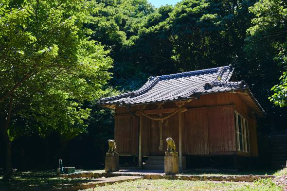 大山祇神社（玉之浦）/アコウの巨木-7