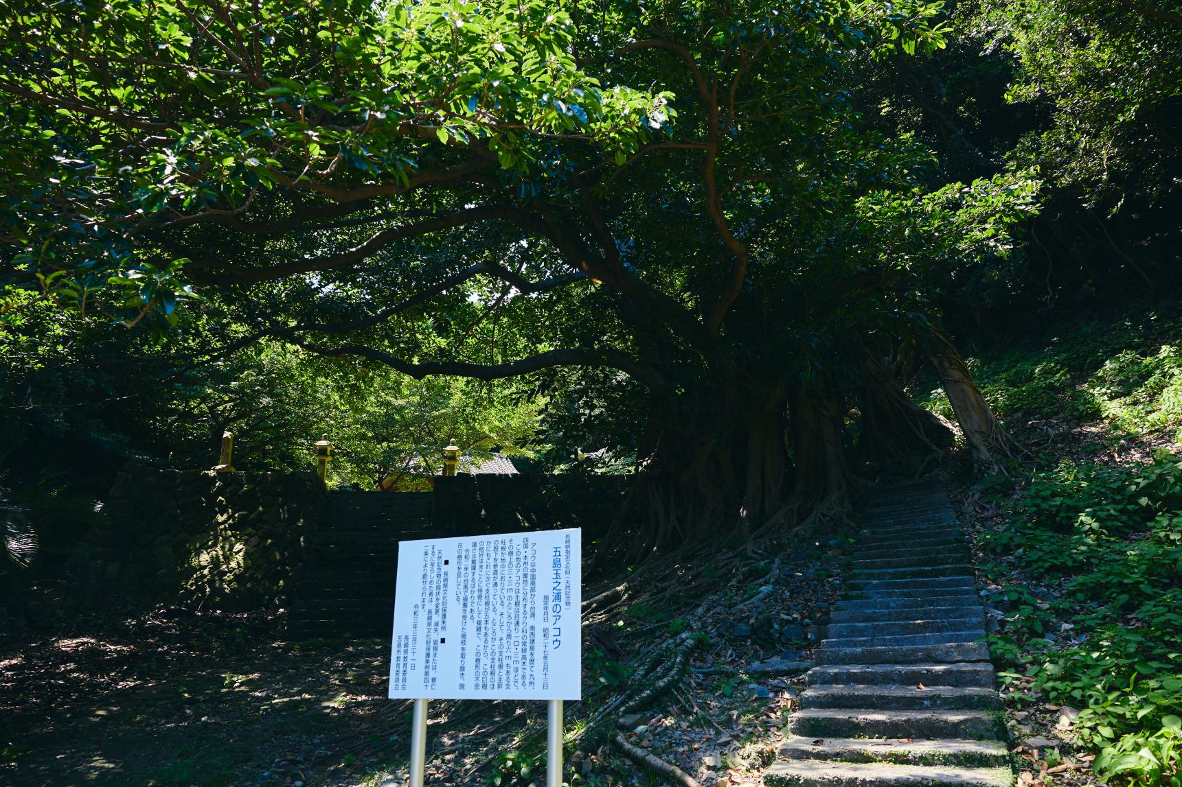 大山祇神社（玉之浦）/アコウの巨木-2