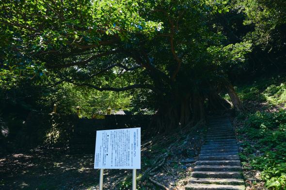 大山祇神社（玉之浦）/アコウの巨木-2