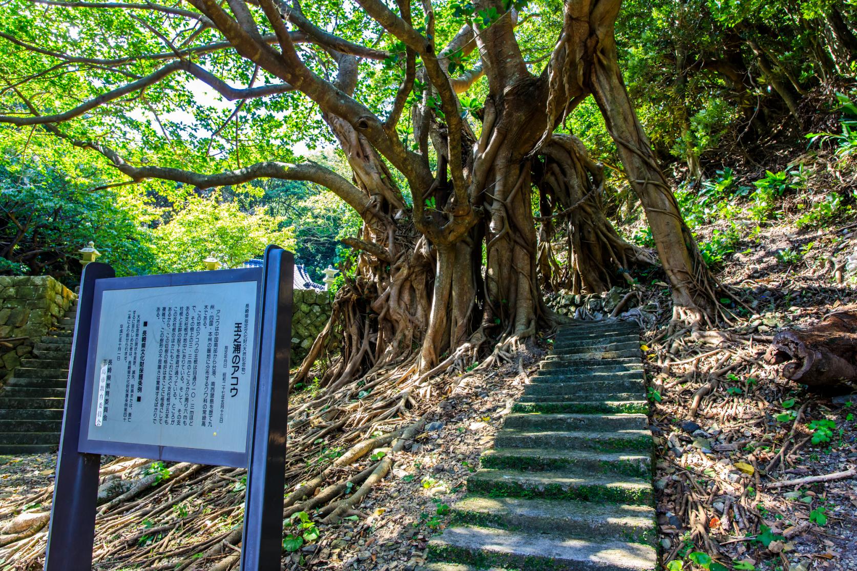 大山祇神社（玉之浦）-1
