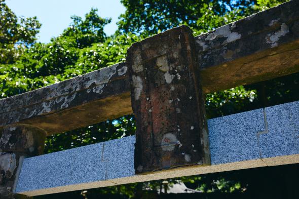 大山祇神社（玉之浦）/アコウの巨木-1
