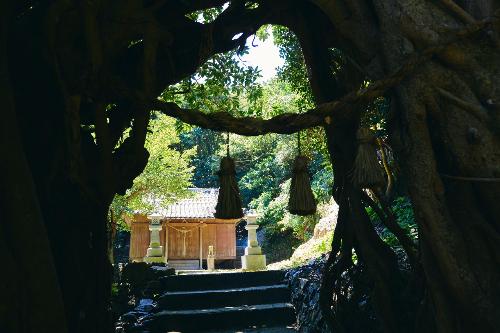 大山祇神社（玉之浦）/アコウの巨木-9