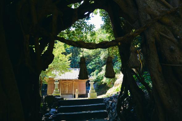 大山祇神社（玉之浦）/アコウの巨木-9
