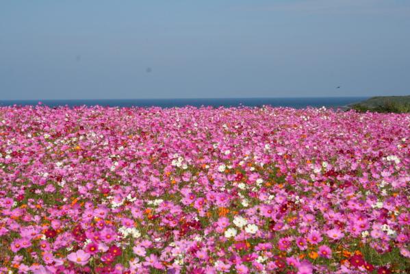 魚津ヶ崎コスモスまつり-5
