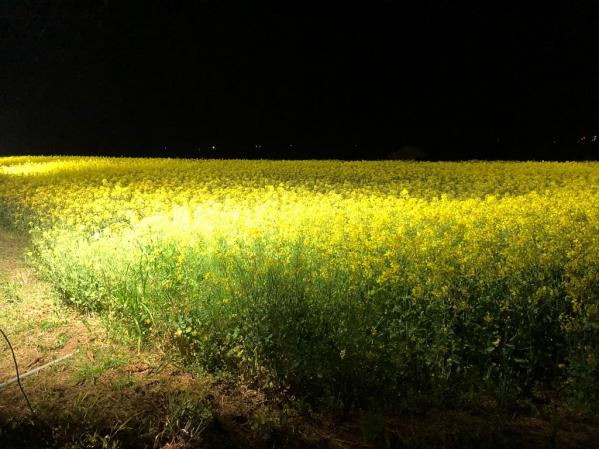 魚津ヶ崎 菜の花まつり-5
