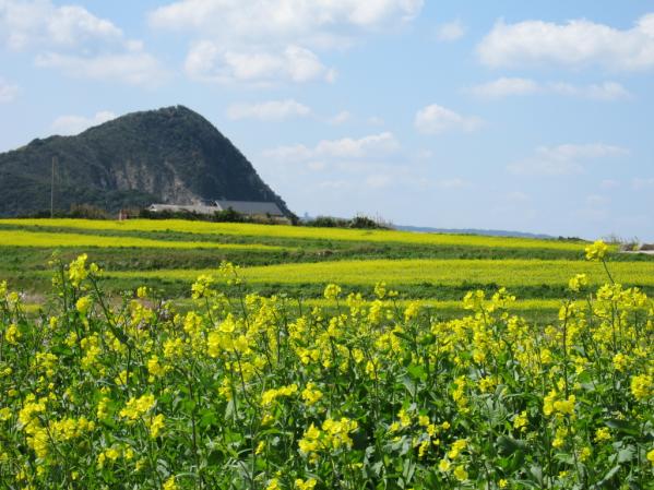 魚津ヶ崎 菜の花まつり-2