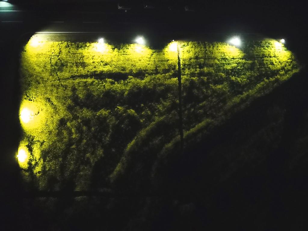 魚津ヶ崎 菜の花まつり-4