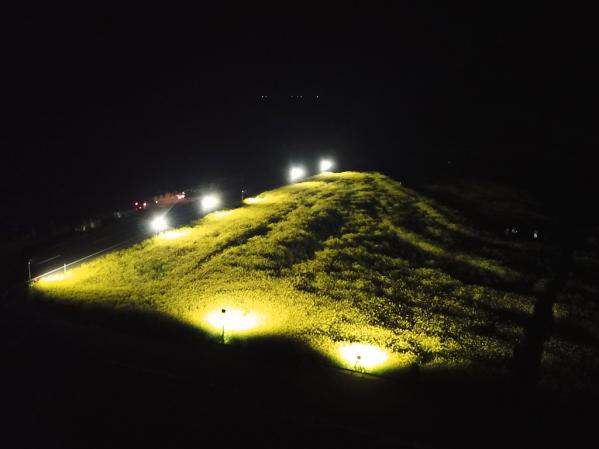 魚津ヶ崎 菜の花まつり-3