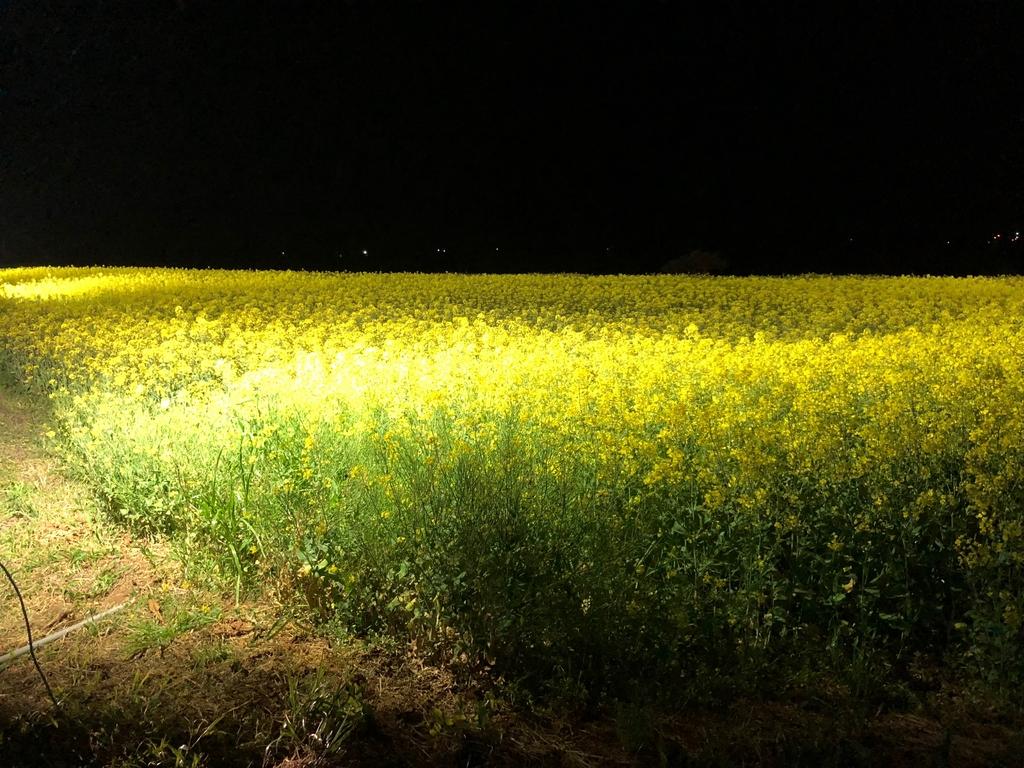 魚津ヶ崎 菜の花まつり-5