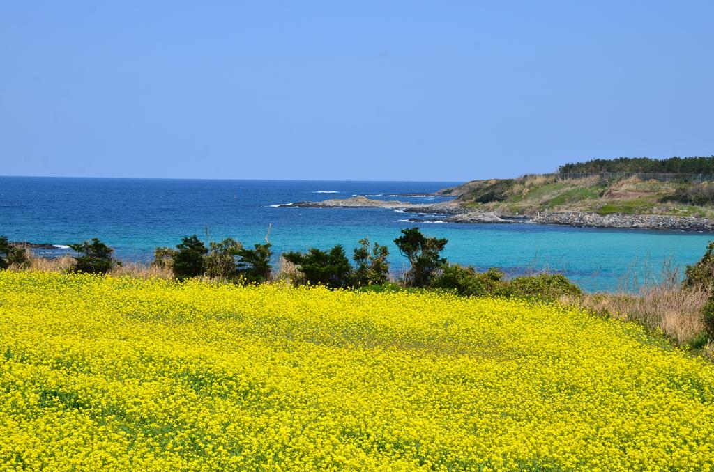 魚津ヶ崎 菜の花まつり-1