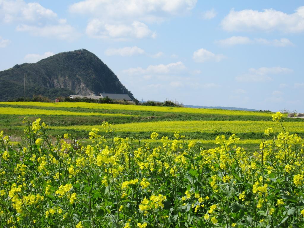 魚津ヶ崎 菜の花まつり-2
