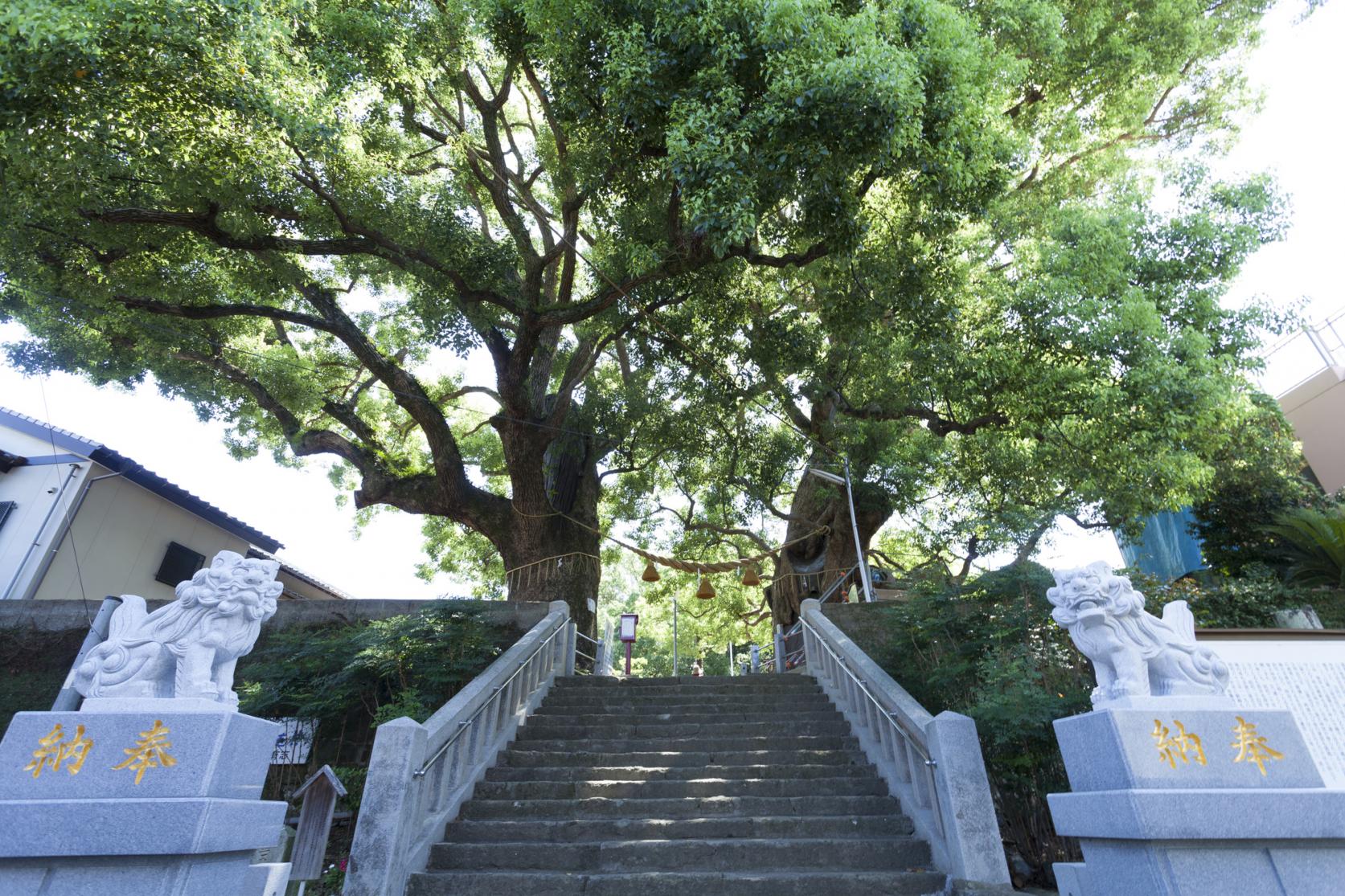 被爆クスノキ(山王神社)-1