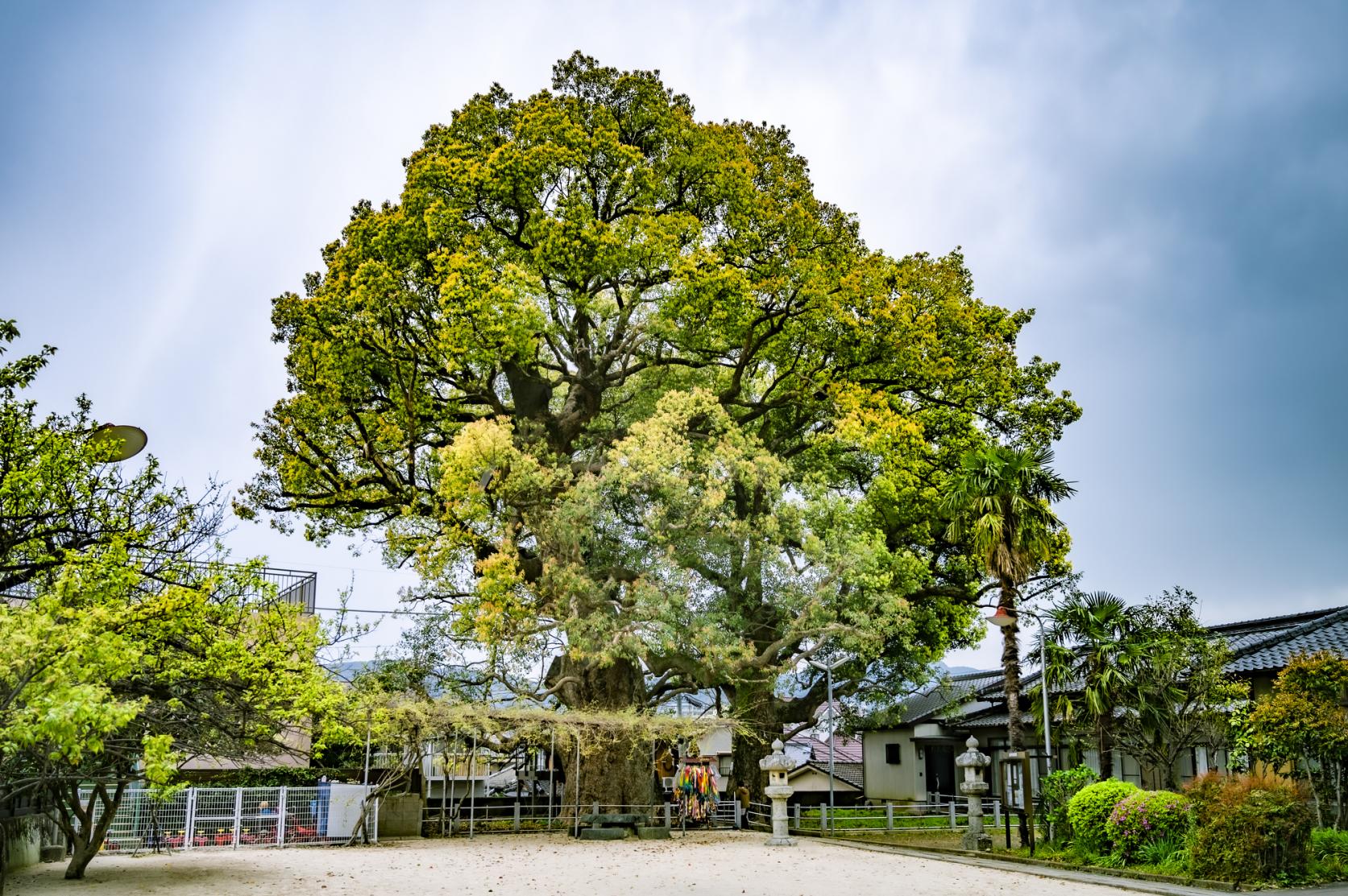 A-bomb camphor tree-2