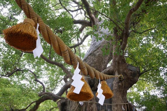 A-bomb camphor tree-1