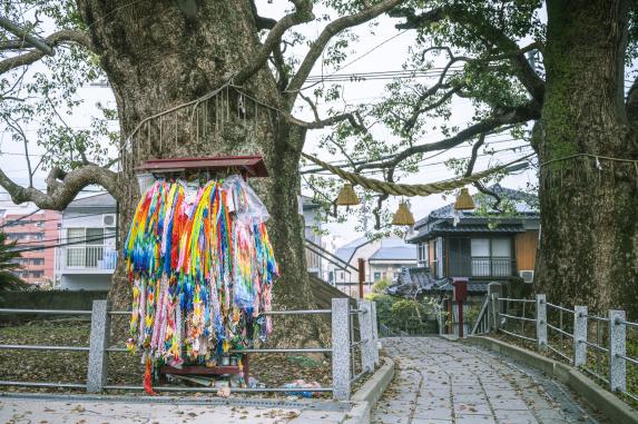 A-bomb camphor tree-3