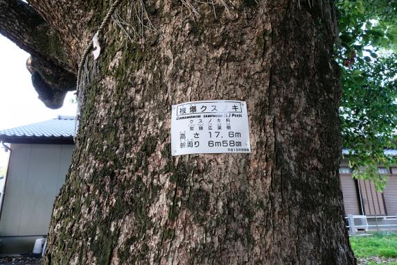 A-bomb camphor tree-4