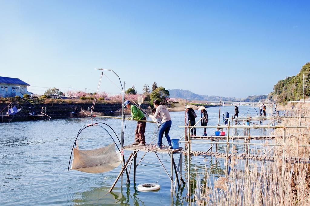 Shirouo (Ice Goby) Festival and Kawazu Cherry Blossom-1