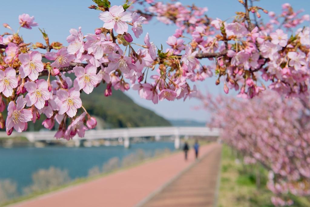 Shirouo (Ice Goby) Festival and Kawazu Cherry Blossom-1