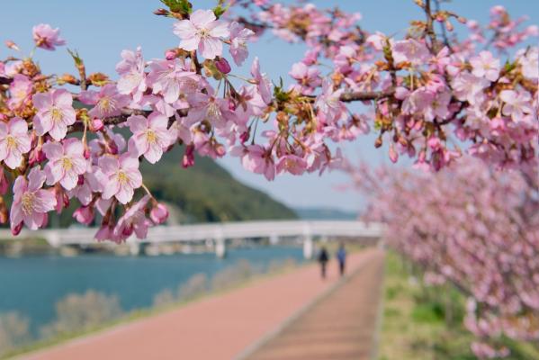 사사쵸 '사백어’와 가와즈 벚꽃 (佐々町「シロウオ」と河津桜)-1