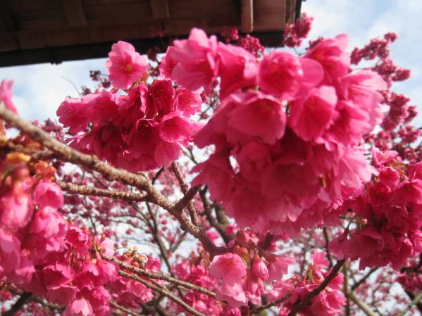 緋寒桜の郷まつり-1