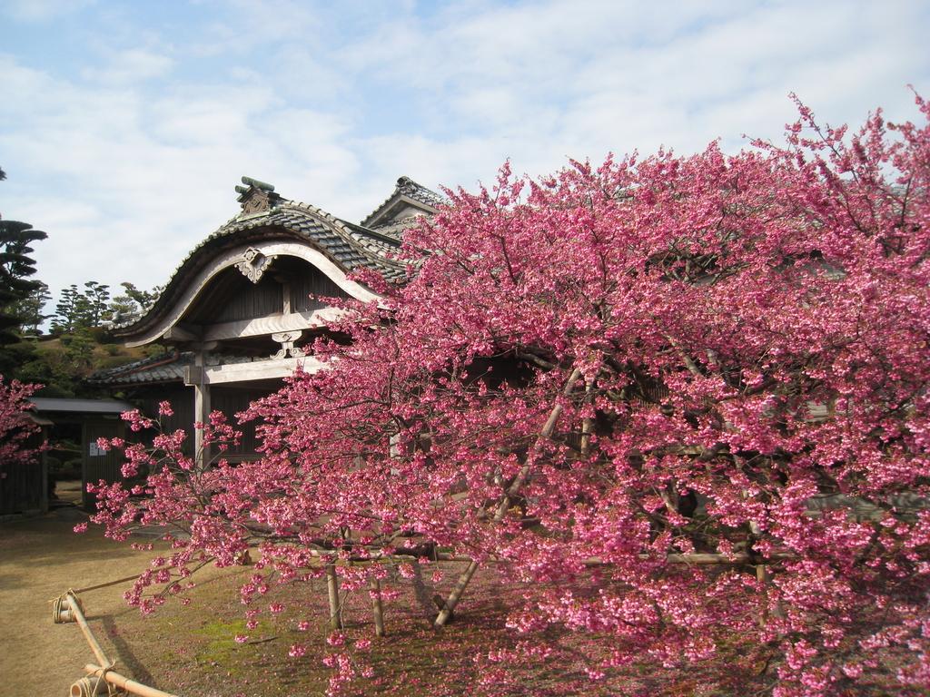 緋寒桜の郷まつり-1